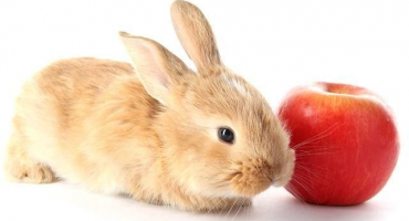 Mohou se králíkům dávat jablka a jak je to správné